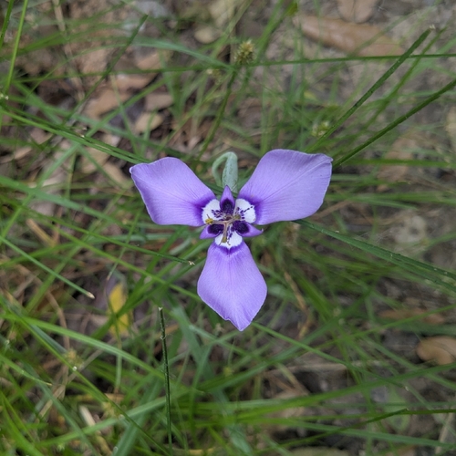Herbertia lahue, photograph 6