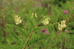 Astragalus propinquus