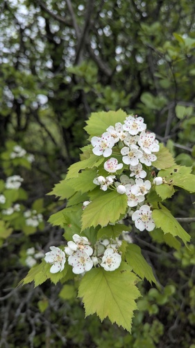 Crataegus schuettei, photograph 3