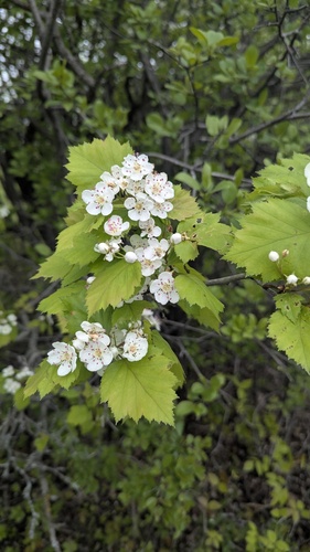 Crataegus schuettei, photograph 1