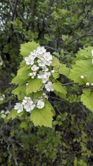 Crataegus schuettei, photograph author not stated, no rights reserved