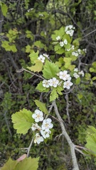 Crataegus schuettei, photograph author not stated, no rights reserved