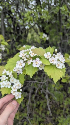 Crataegus schuettei, photograph 5