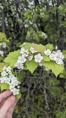 Crataegus schuettei, photograph author not stated, no rights reserved
