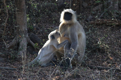Semnopithecus entellus