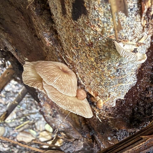 Gymnopus observed 2026-05-22
