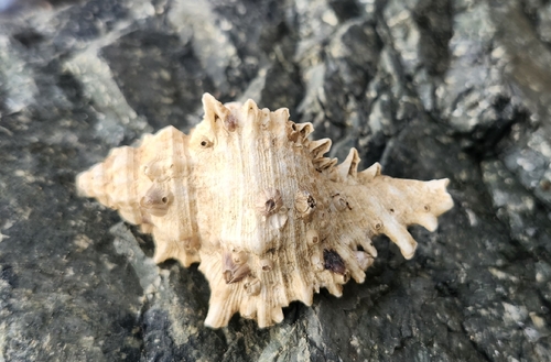 Chicoreus brevifrons, 2026-05-24