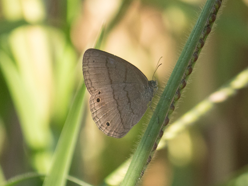 Malaveria affinis