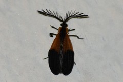 Caenia dimidiata