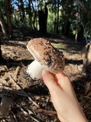 Agaricus megalocarpus