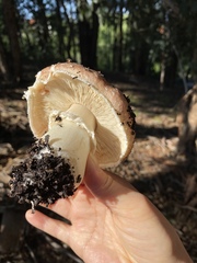 Agaricus megalocarpus