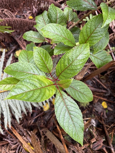 Perrottetia sandwicensis observed 2026-05-22
