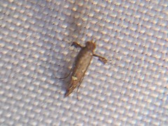 Caloptilia triadicae