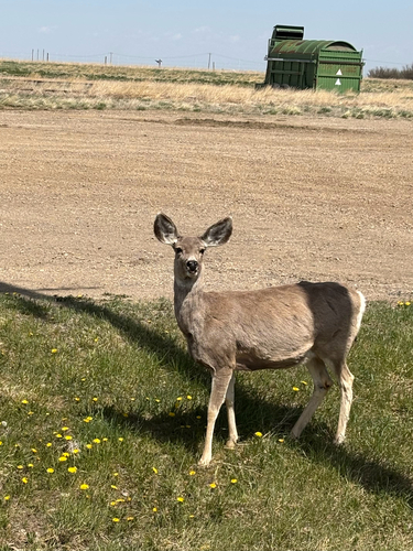 Rocky Mountain Mule Deer