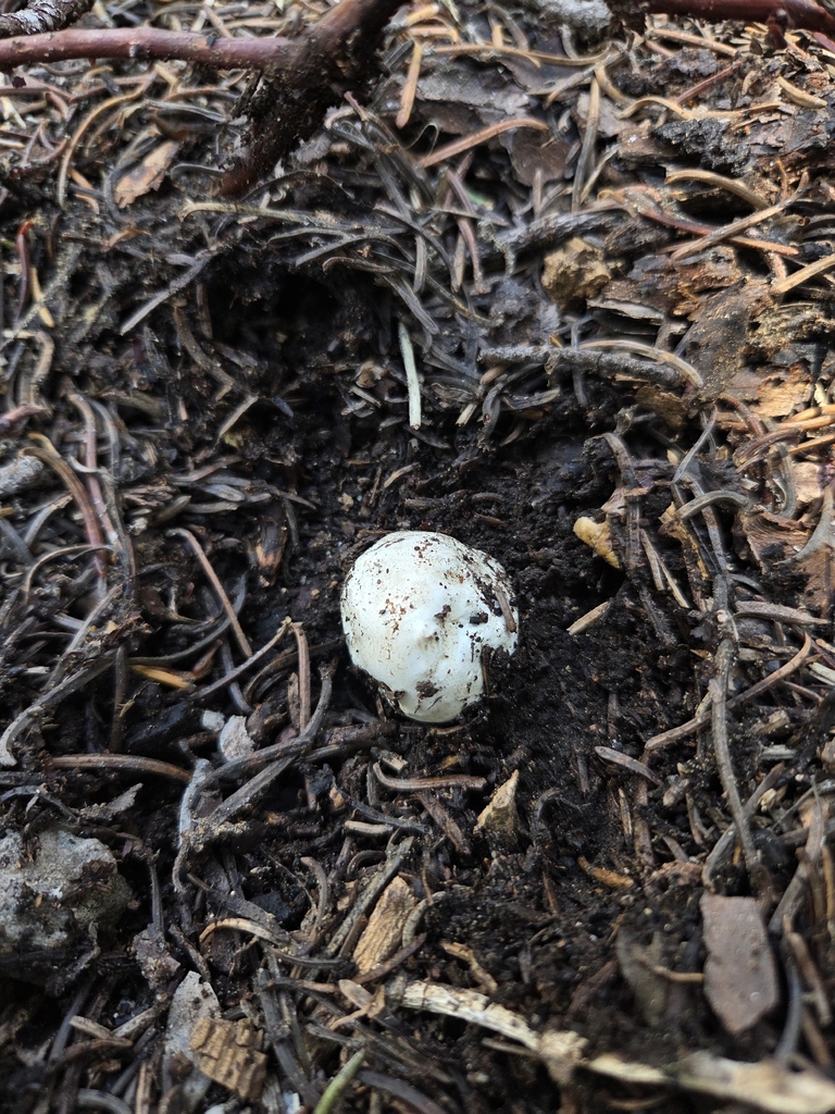 Smoky Puffball