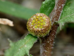 Centipeda aotearoana