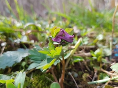 Corydalis intermedia