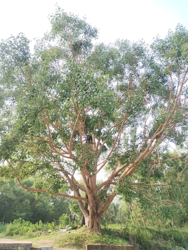 Sacred fig