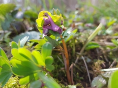 Corydalis intermedia