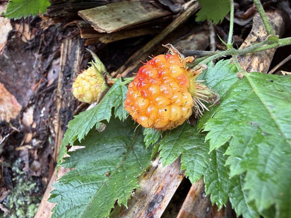 Rubus hawaiensis; photograph (c) Tara Severns, some rights reserved (CC BY)