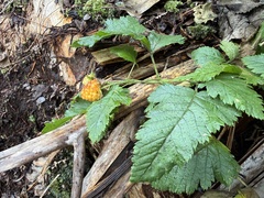 (c) Tara Severns, some rights reserved (CC BY) Rubus hawaiensis, photograph (c) Tara Severns, some rights reserved (CC BY)
