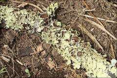 Flavoparmelia rutidota