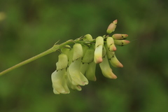 Astragalus propinquus
