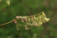 Astragalus propinquus