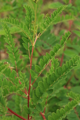 Astragalus propinquus