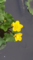 Caltha palustris