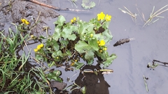 Caltha palustris