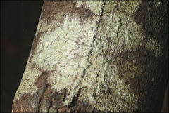 Pertusaria pertractata