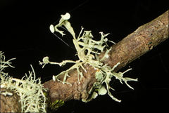 Ramalina inflata