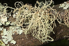 Usnea inermis