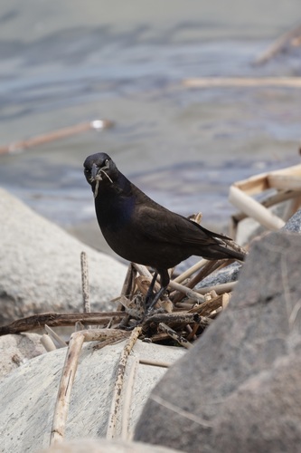 Common Grackle