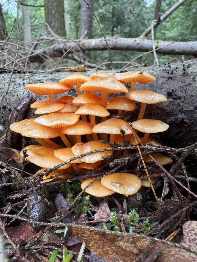 orange mycena · May 2026 · photo: Photo: (c) vernselden, some rights reserved (CC BY-SA) · iNaturalist