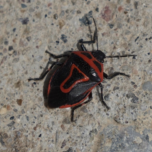 Two-spotted Stink Bug