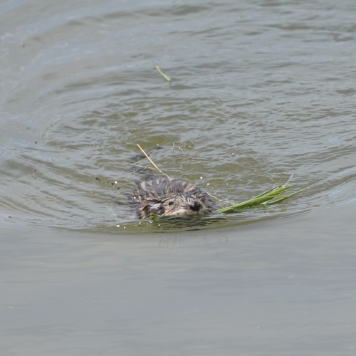 Muskrat
