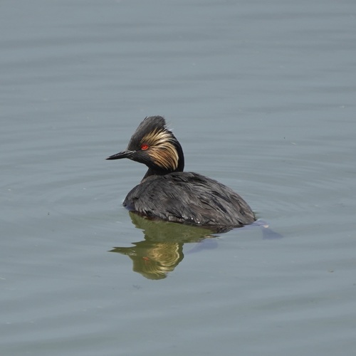 Eared Grebe
