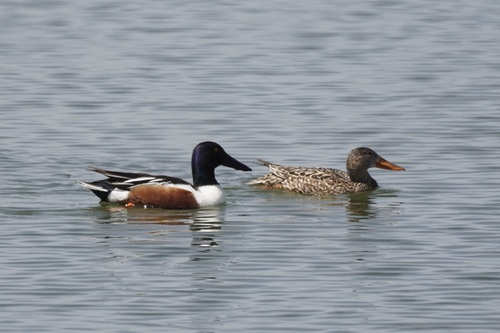 Northern Shoveler