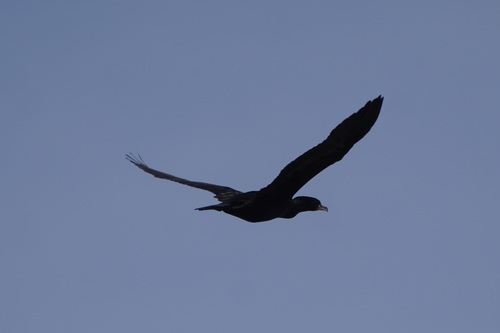 Double-crested Cormorant