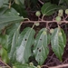 Grewia lavanalensis - Photo (c) Guy Eric Onjalalaina, algunos derechos reservados (CC BY-NC), subido por Guy Eric Onjalalaina
