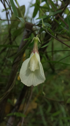 Kilelo (Clitoria heterophylla)