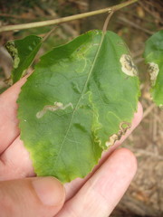 Stigmella hoheriae