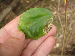 Stigmella hoheriae