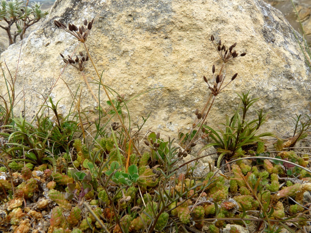 Chaerophyllum basicola