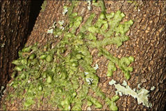 Frullania clavata