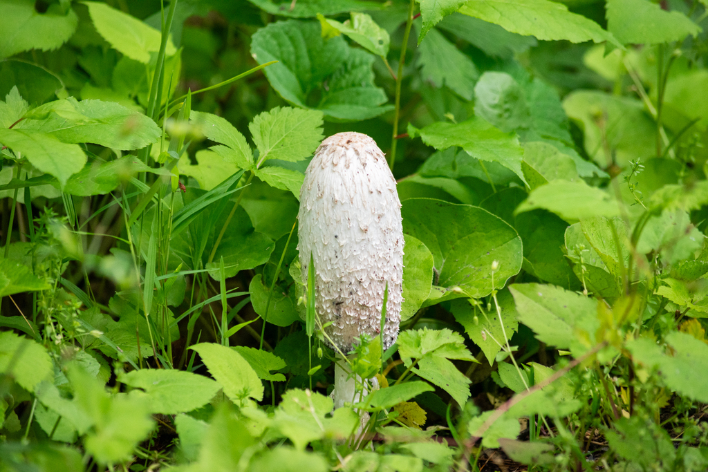 Shaggy Mane · May 2026 · photo: Photo: (c) Nash Turley, some rights reserved (CC BY) · iNaturalist
