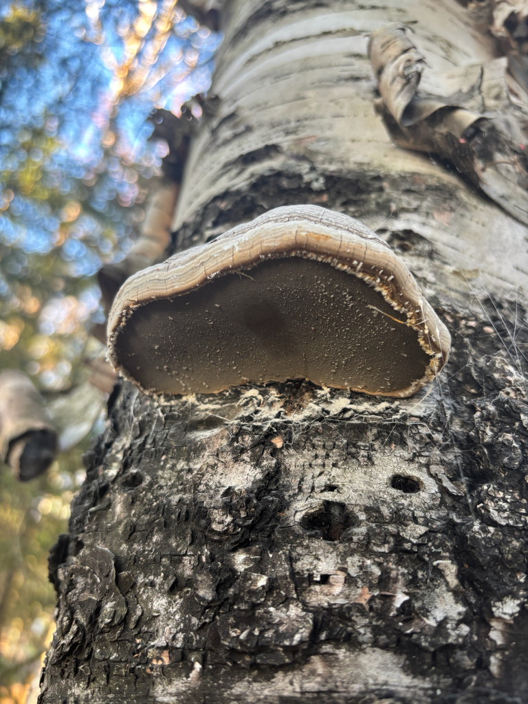Tinder Polypore · May 2026 · photo: Photo: (c) josephine schirling, some rights reserved (CC BY) · iNaturalist