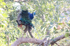 Pavo cristatus